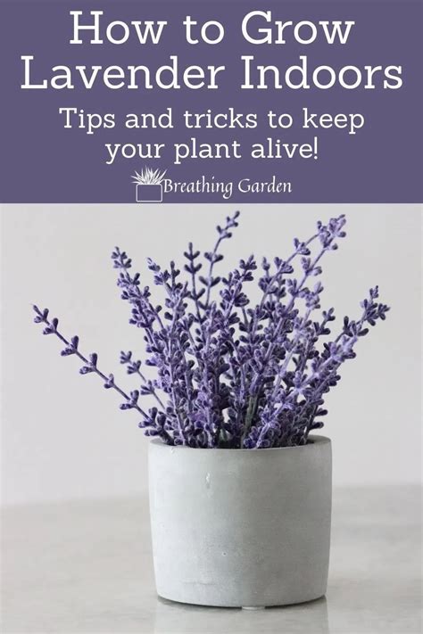 Lavender Can Grow Giant But You Can Keep It Indoors Easily Too Read