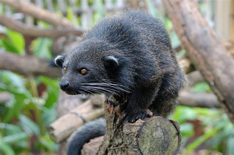 Бинтуронг (лат. Arctictis binturong)