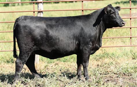 Mid American Elite Angus Sale 2022 By The Stockman Issuu