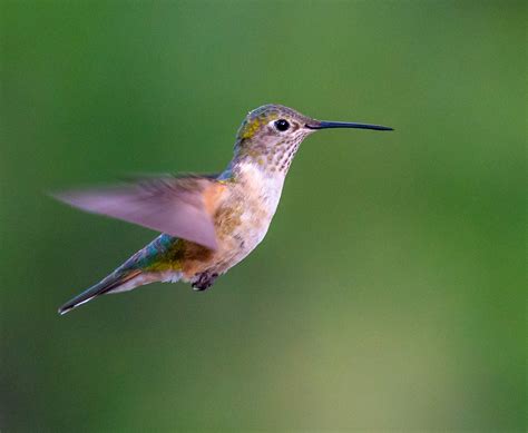 Eight Species Of Spectacular Hummingbirds —southeast Arizona June 2019