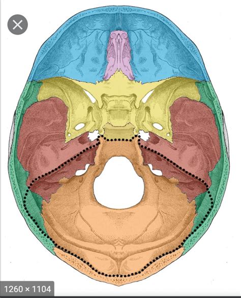 Posterior Cranial Fossa Diagram Quizlet