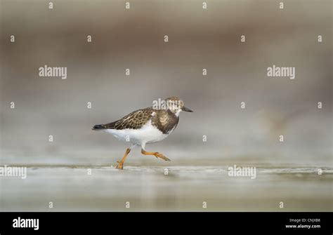 Ruddy Turnstone Arenaria Interpres Immature Running In Shallow Water