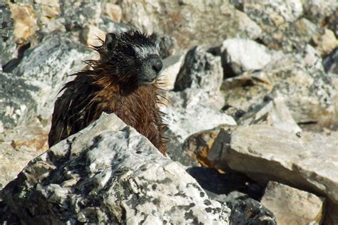 Wet marmot by TricksyWeasel on DeviantArt