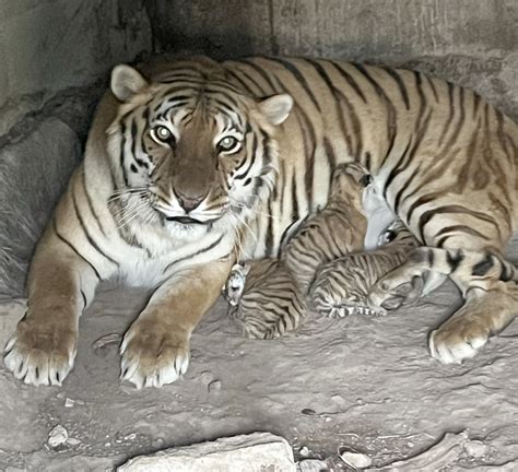 Nacen tres tigres de bengala en el Zoológico de Aldama