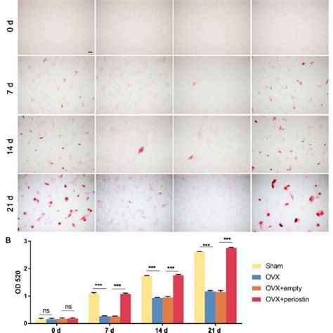 Overexpression Of Periostin Increased Ars Staining In Ovx Bmscs A