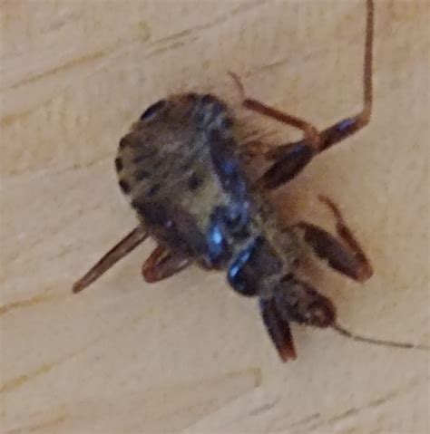 Nymph an assassin bug - PEST CONTROL CANADA