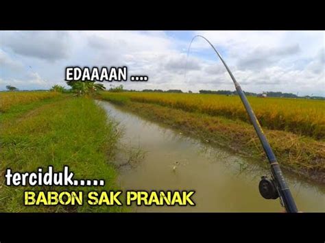 Mancing Ikan Nila Di Sungai Yang Belum Pernah Di Pancing YouTube