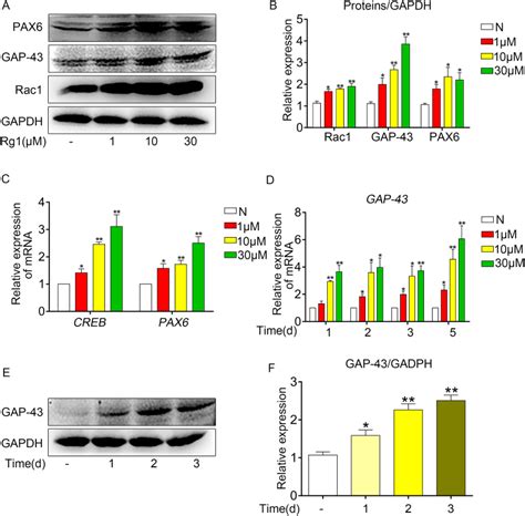 Ginsenoside Rg1 Promotes Neurite Growth Of Retinal Ganglion Cells