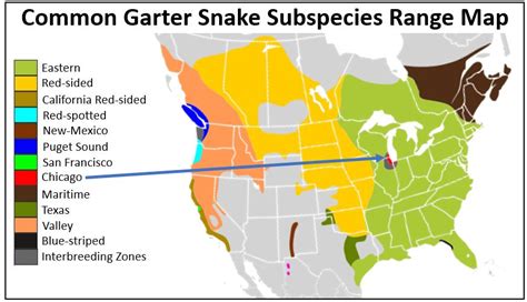 Venomous Snakes In Illinois Map - Grayce Gerhardine