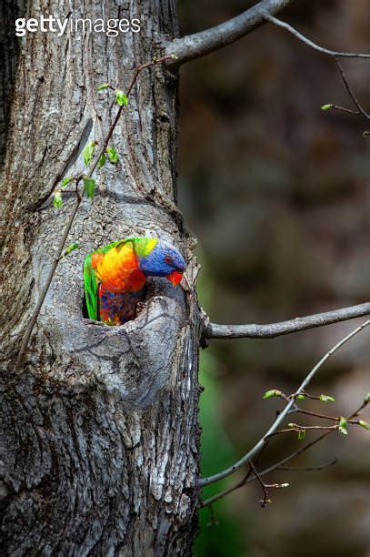 Juvenile Rainbow Lorikeet Trichoglossus Moluccanus 이미지 1437618513