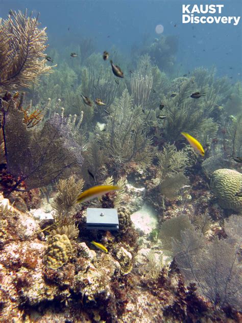 Checking Coral Reef Health One [image] Eurekalert Science News Releases