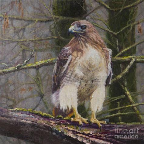 Woodland Herald Red Tailed Hawk Painting By Susan Kathryn Peck Fine