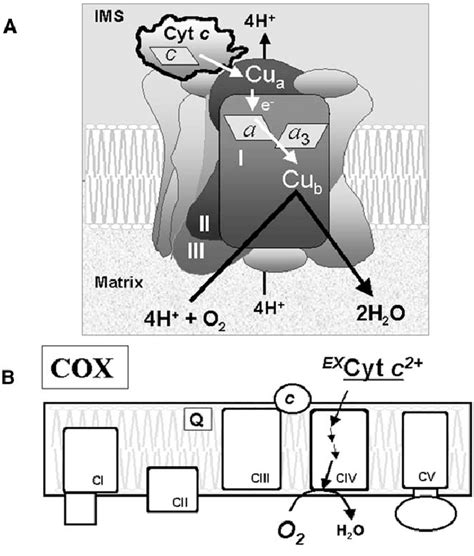 Complex Iv Or Cytochrome C Oxidase A Schematic Representation Of The