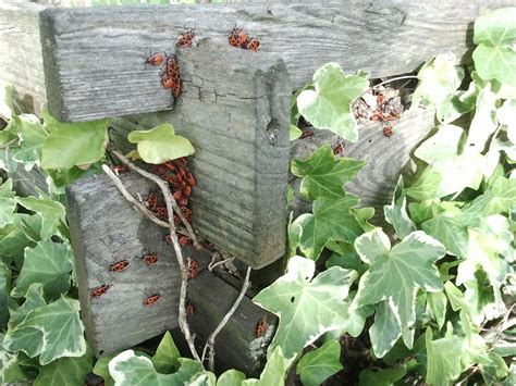 Pourquoi Composter Ses Déchets Grainenville