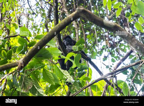 Monkey in Costa Rica jungle Stock Photo - Alamy