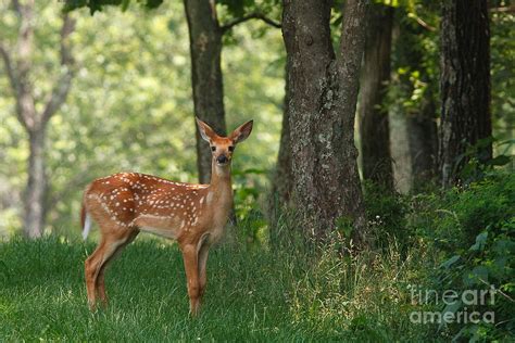 Whitetail Deer Fawn Photograph by Joe Elliott