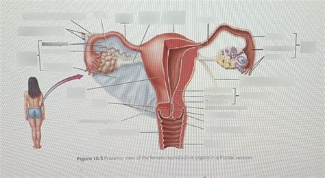 Posterior View Of Female Reproductive Organs Frontal Section Diagram Quizlet