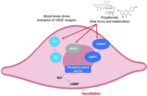 Polyphenols Elicit Enos Phosphorylation In Endothelial Cells Through Download Scientific