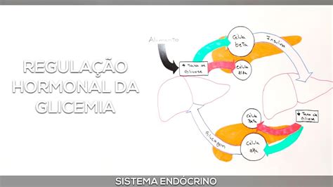 Insulina E Glucagon Regulação Hormonal Da Glicemia Youtube