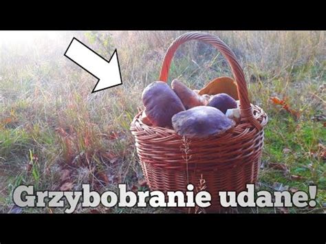 Grzybobranie 2022 udane przepiękne grzyby YouTube