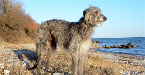 Scottish Deerhound - A-Z Animals