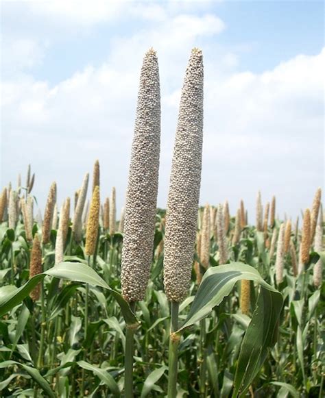 Pearl Millet - Western Bio Vegetable Seeds Pvt. Ltd.