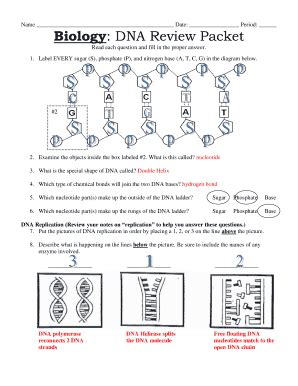 Dna Review Packet Answer Key Fill Online Printable Fillable Blank