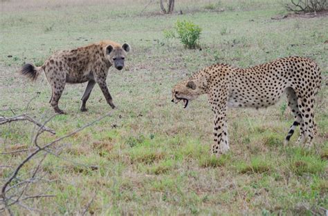 cheetah vs hyena | Sabi Sabi Private Game Reserve Blog