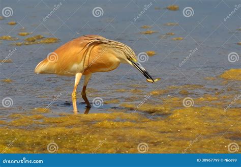 Crested Heron With Prey Stock Image Image Of Cute Copy 30967799