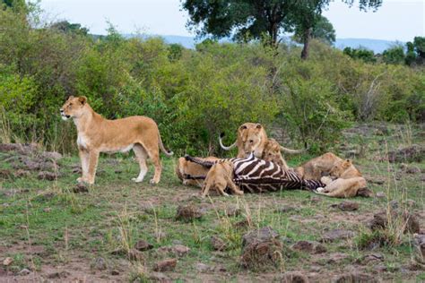 Lion Eating Zebra Stock Photos Pictures And Royalty Free Images Istock