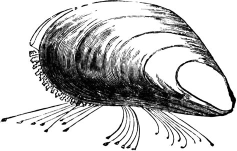 Mussel Drawing