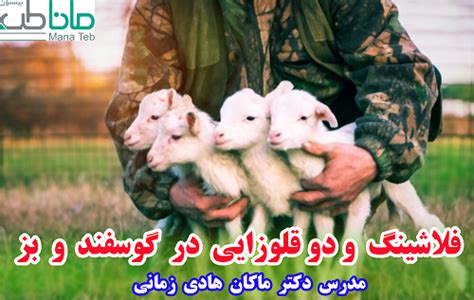 هر آنچه که درباره گوسفند باید بدانید همراه با عکس مانا طب بیستون