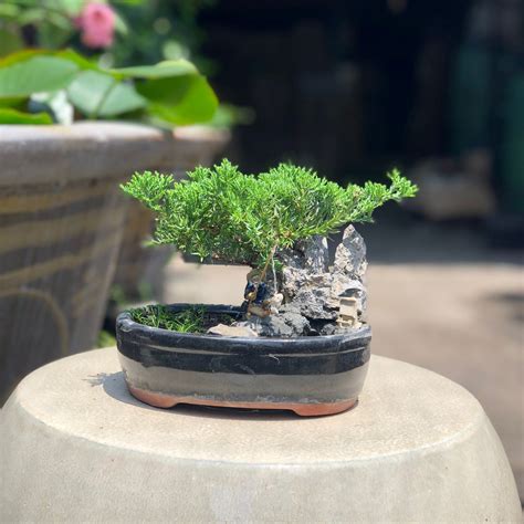 Small Juniper Bonsai Landscape In Glazed Zisha Pot W Free Etsy