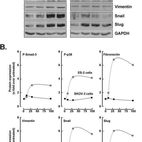 Tgf B Mediated Induction Of Phosphorylated Signaling Intermediates And