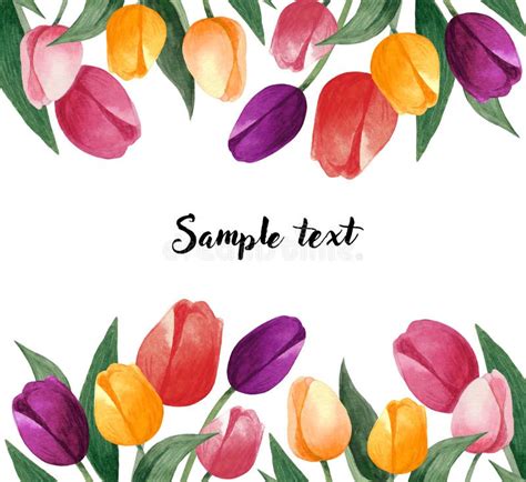 Watercolor Tulips Card Colorful Tulips On White Background Botanical