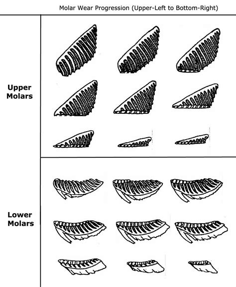 About Mammoth Molars - FossilEra.com