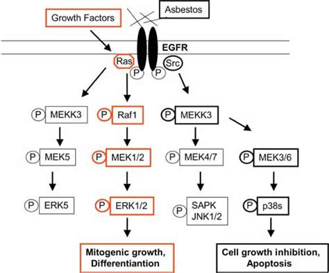 Scheme Illustrating The Mitogen Activated Protein Kinase Mapk