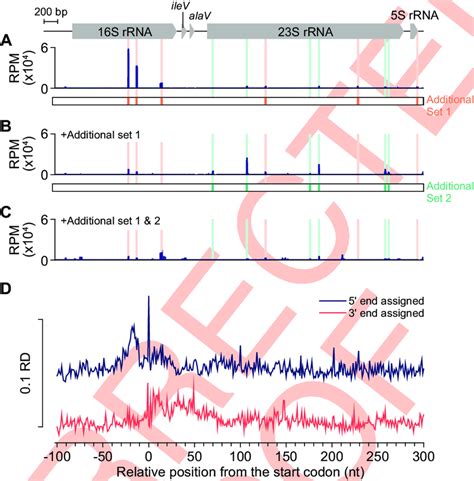 Ribosome Profile On One Of The Ribosomal Rna Rrna Operons In