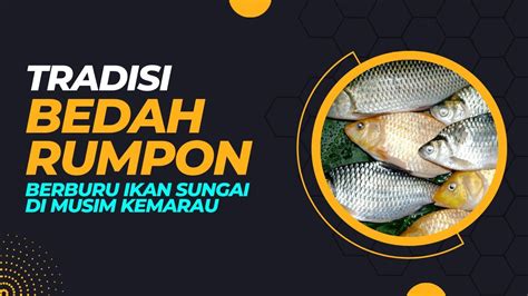 Tradisi Bedah Rumpon Berburu Ikan Di Sungai Saat Musim Kemarau Eportal