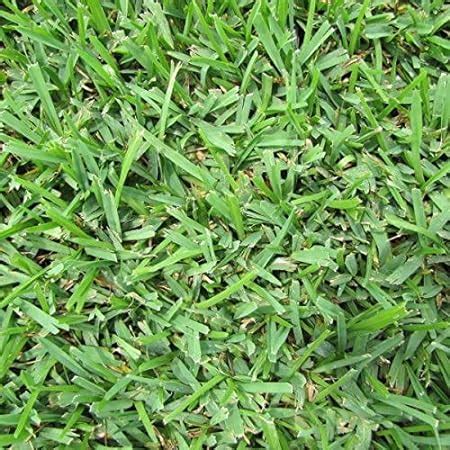 Amazon Seed Ranch St Augustine Palmetto Grass Plugs 2 Trays