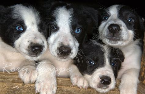 Sheepdog Puppies Sheep Dog Puppy Puppies Sheepdog