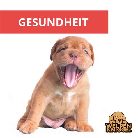 Wenn S Mal Wehtut Welpen Hunde Welpen Gesundheit