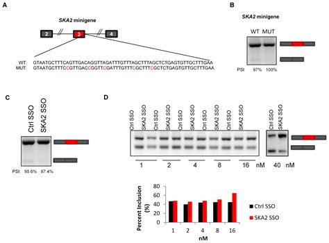 Global Identification Of Hnrnp A Binding Sites For Sso Based Splicing