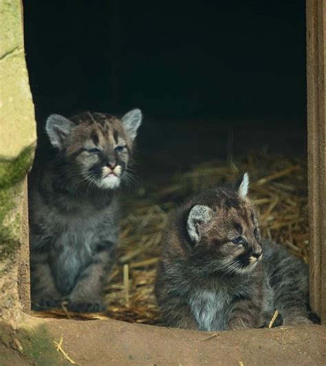 Puma Cubs Greet the Day in the UK - ZooBorns