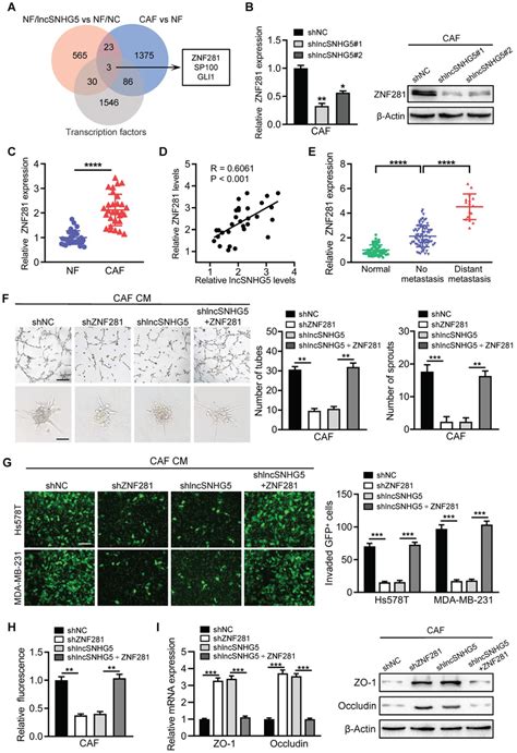 Lncsnhg Promotes Angiogenesis And Endothelial Permeability By