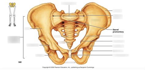 Pelvic Girdle Diagram | Quizlet