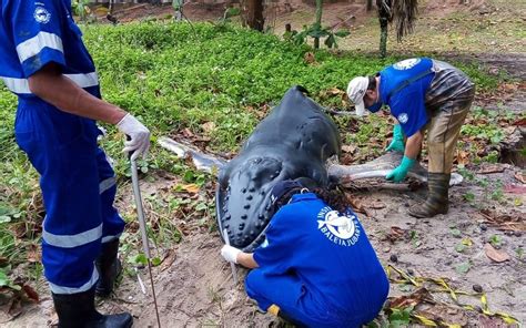 Filhote De Baleia Jubarte Achado Morto Em Praia De Porto Seguro Na