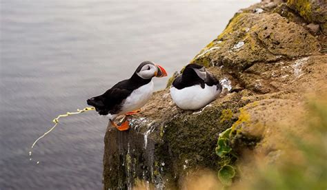 Is Bird Poop Good Luck? Discover the Myth & Meaning - Spark Lark