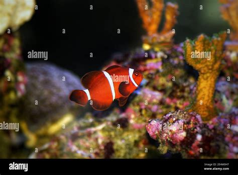 Spine Cheeked Anemonefish Fotos Und Bildmaterial In Hoher Aufl Sung