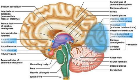 Mammillary Body Gallery